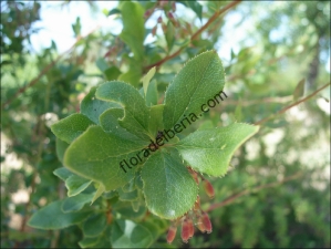 thumbs Berberis vulgaris2 Berberis vulgaris (Agracejo, arlo)